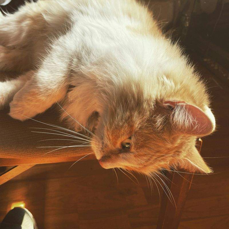 ペットケアジャパン株式会社 - Image 7